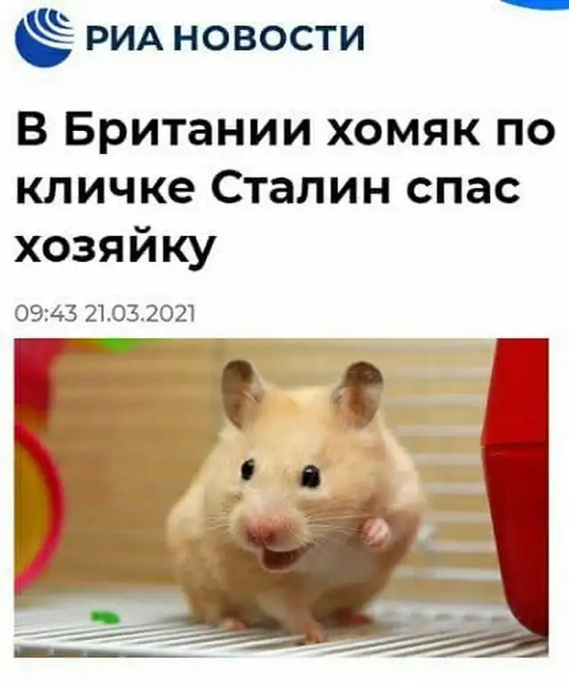 Смешные "казусы" в заголовках и текстах СМИ