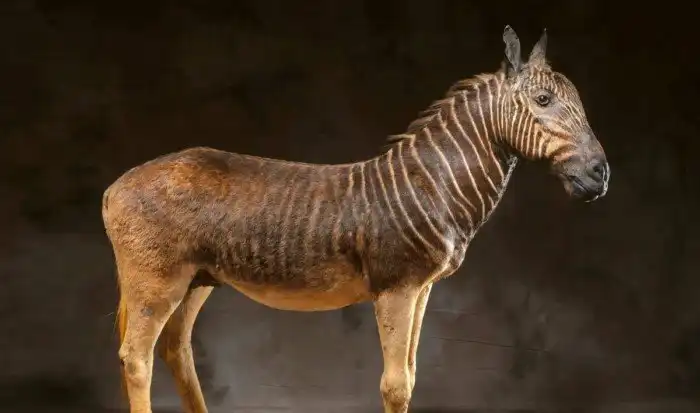 Как человек уничтожил лучшую экосистему в истории планеты и запустил 6 массовое вымирание видов?