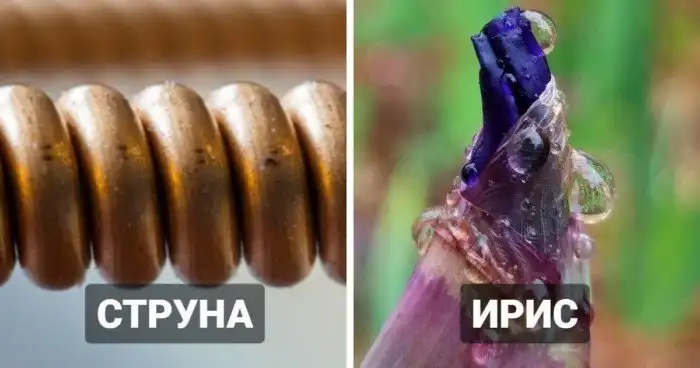 20 макрофотографий нашего удивительного мира