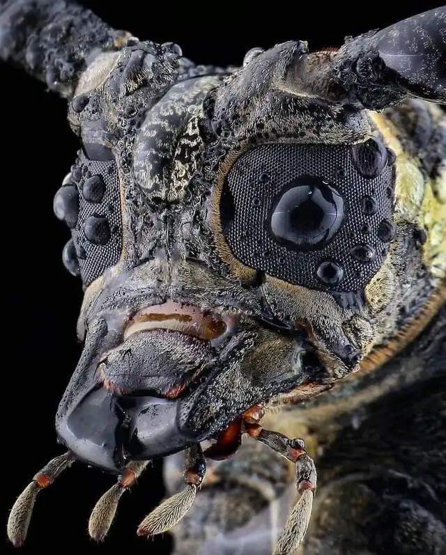 20 макрофотографий нашего удивительного мира