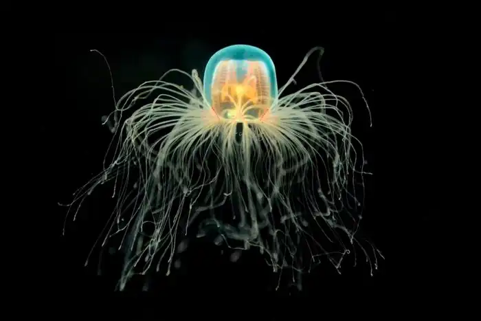 Эти существа не стареют и не умирают