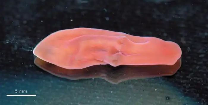 Лиловый носок: Простейший организм, о котором мы ничего не можем понять. Зато смешно