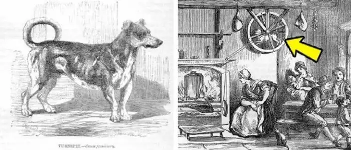 Конкретные примеры интересных вымерших домашних животных и причины их исчезновения