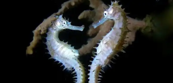 Колючий морской конёк: Острые беременные папы и «стрельба» детьми