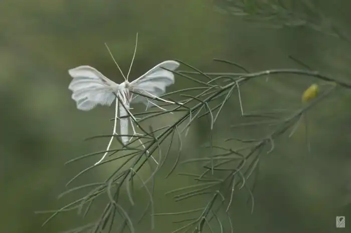 Пальцекрылка: Обычная такая бабочка, у которой аж 22 «крыла»!