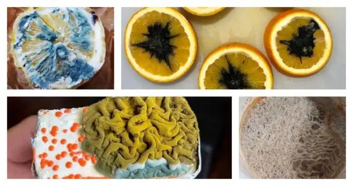 Опасная, но завораживающая красота плесени