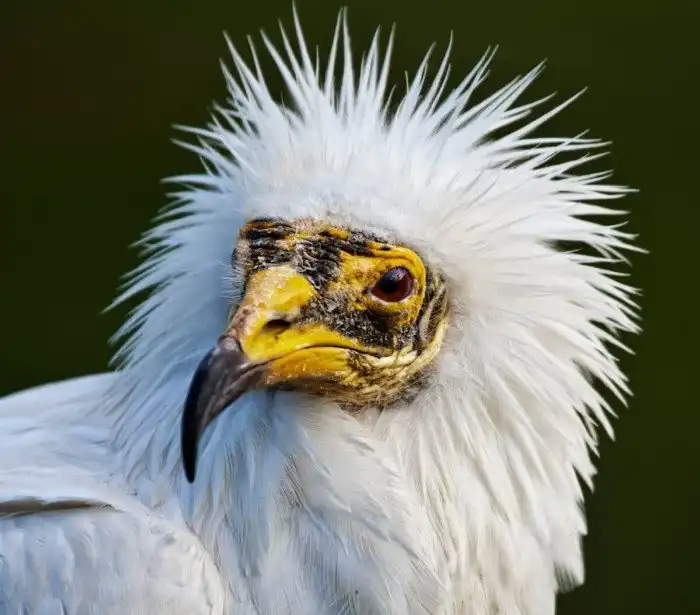 Обыкновенный стервятник: Последний в цепи падальщиков. Птица, которая ест объедки от объедков