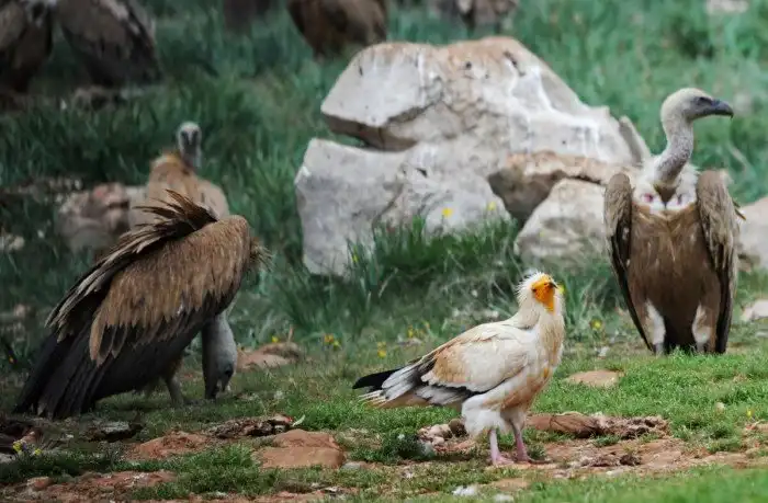 Обыкновенный стервятник: Последний в цепи падальщиков. Птица, которая ест объедки от объедков