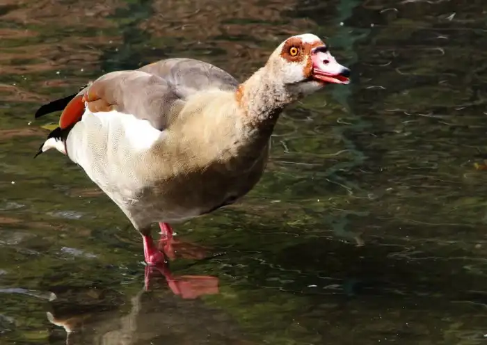 Нильский гусь: Птица, которая стала в Евросоюзе вне закона из-за своей наглости