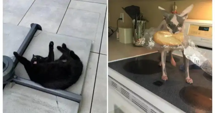 15 доказательств, что жизнь с котейками - цирк бесплатный