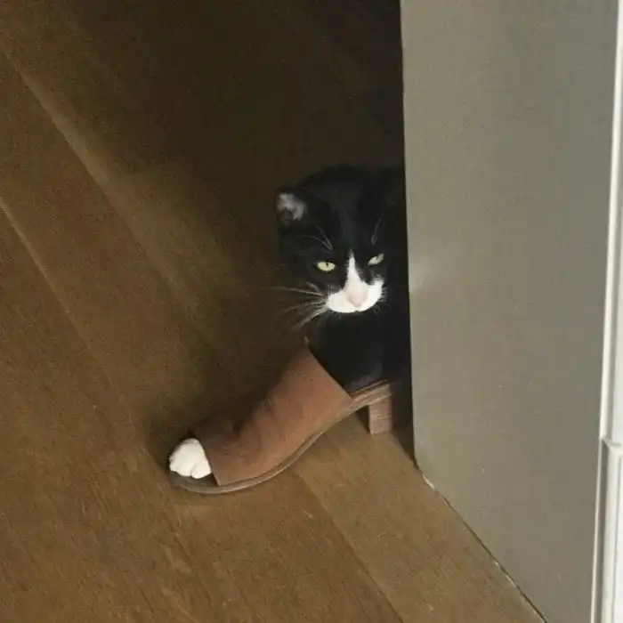 15 доказательств, что жизнь с котейками - цирк бесплатный