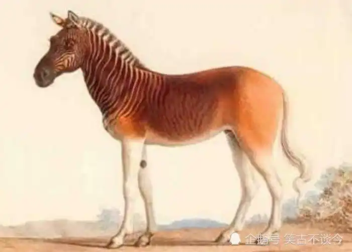 10 животных, которые исчезли с лица Земли