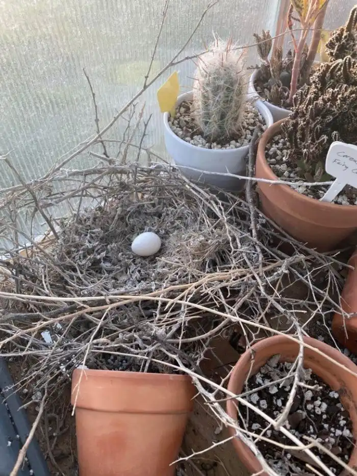 20 встреч с дикими животными и птицами, которые словно списали с диснеевских мультиков