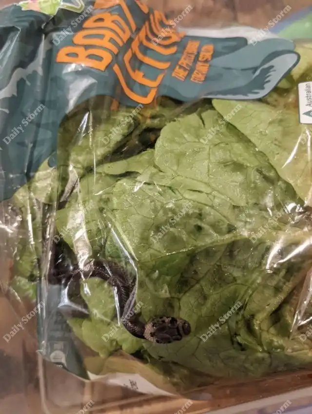 Мужчина в Австралии купил салат с одним из самых ядовитых существ в стране