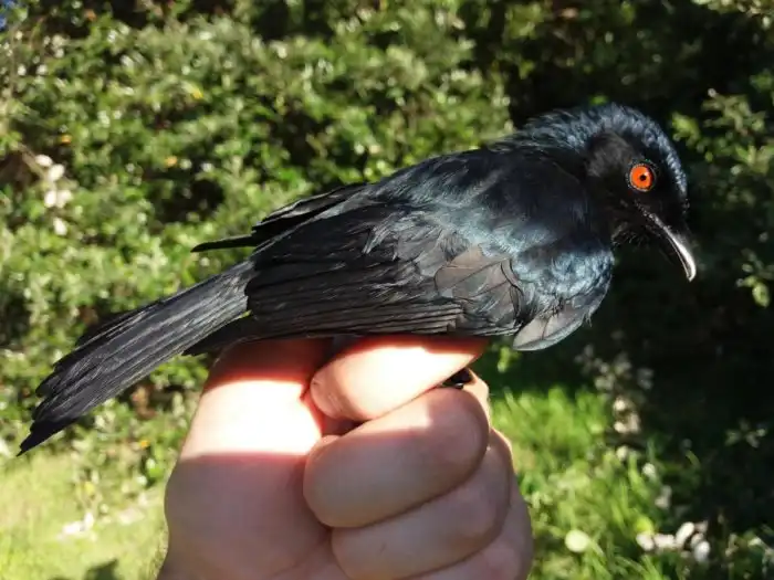 Дронго: Устроилась охранником в саванну. Защищает суррикатов и ткачиков от нападения хищников