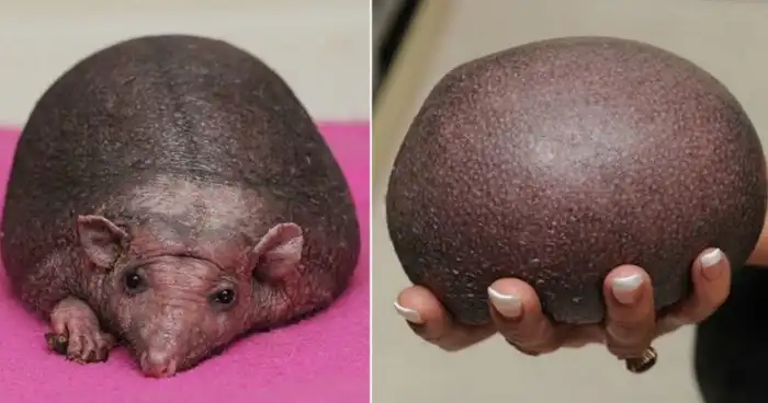 Почему есть лысые от рождения животные? Простой вопрос, ответ на который занял многие годы