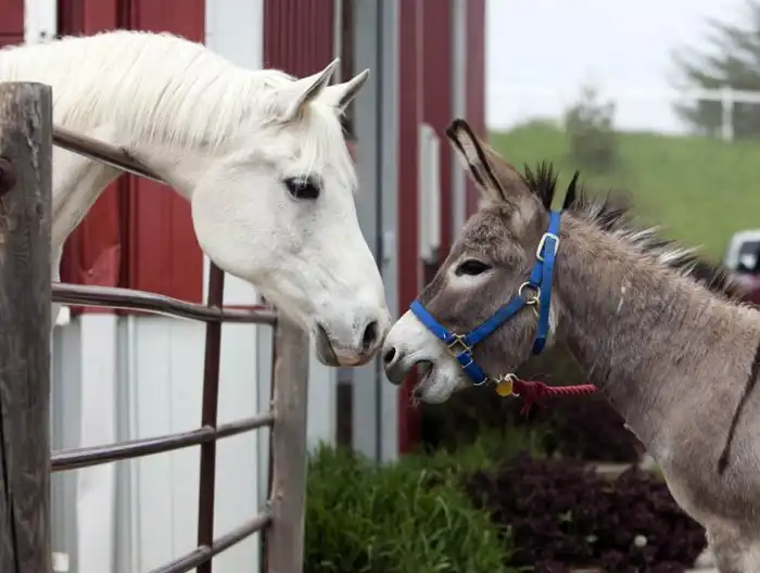 Мул: Самый древний гибрид. Зачем скрещивают ослов и лошадей, если их потомство бесплодно?
