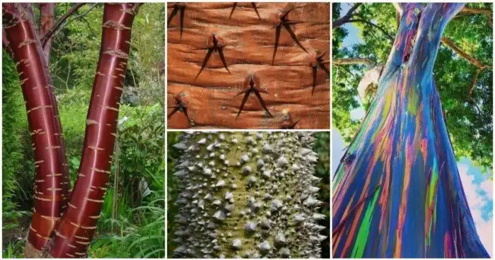 25 деревьев, кора которой поразит вас своей красотой