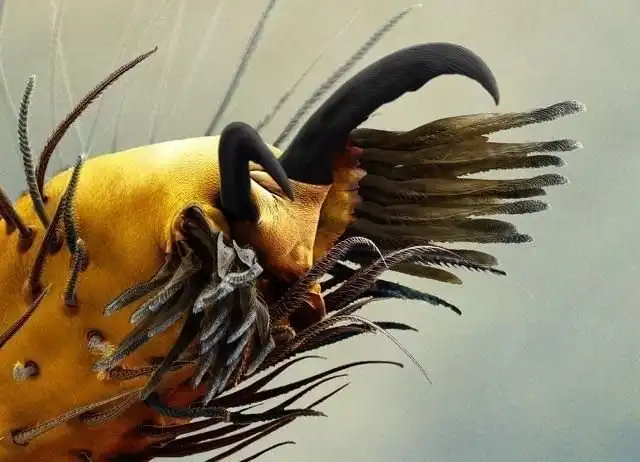 Мир через микроскоп: интересные макрофотографии