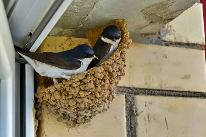 Почему ласточки строят гнёзда именно под крышей?