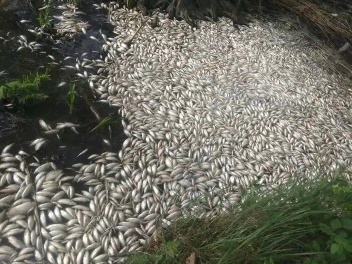 Почему рыбы могут задохнуться даже в воде? Что такое замор?