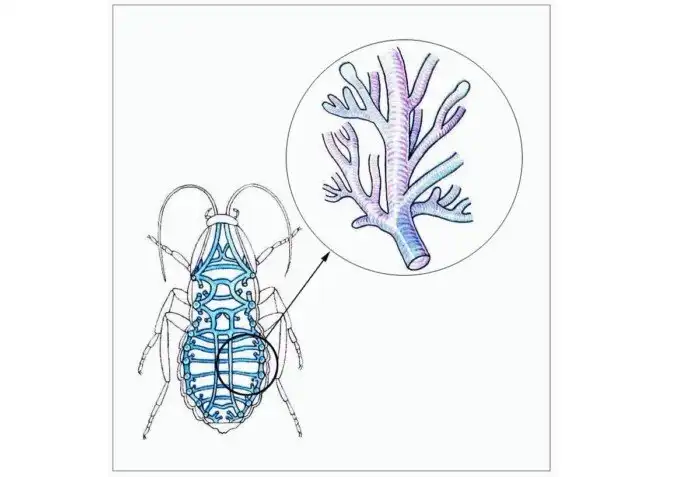 Как дышат насекомые, или что это за странные точки на теле у гусениц?