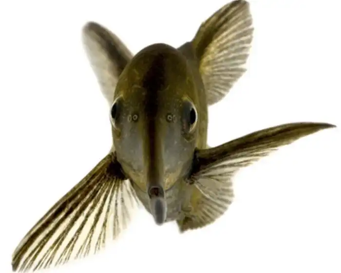 Рыба-слон: В стиле Чернобыля. Отрастила хобот слона для жизни в очень грязных реках