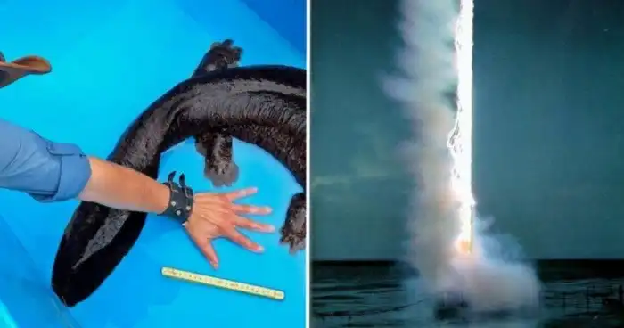 15 занимательных фотографий различных диковинок