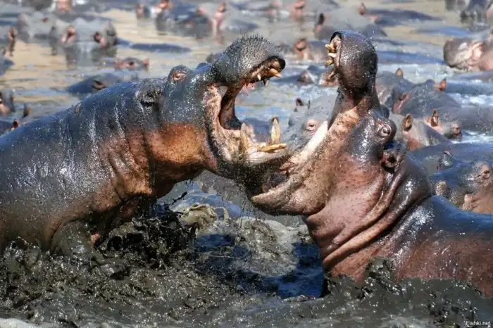 Что такое гон, и почему даже умные животные впадают в маниакальное безумие в этот период?