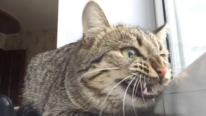 Почему котики делают «ке-ке-ке»? Это своеобразный аналог мата