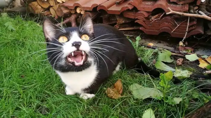 Почему котики делают «ке-ке-ке»? Это своеобразный аналог мата