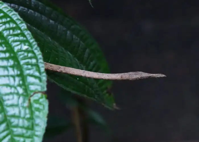 Мадагаскарский листоносый уж: Носатый и смешной пожиратель мелкой фауны прикидывается веткой 90% времени