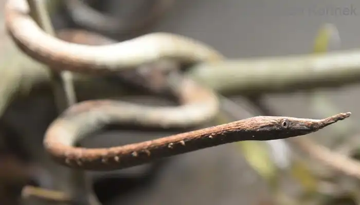 Мадагаскарский листоносый уж: Носатый и смешной пожиратель мелкой фауны прикидывается веткой 90% времени