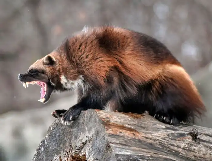 Хищники, которые питаются добычей намного крупнее себя