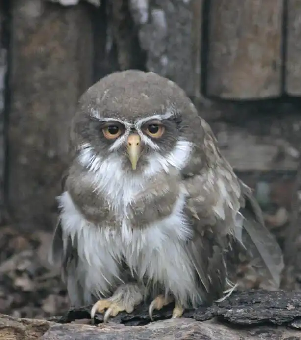 Подборка снимков, раскрывающие мир дикой природы с необычного ракурса