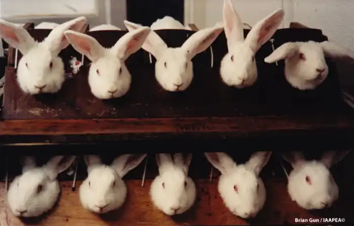 Тесты косметики на животных: 150 миллионов животных умирает в год во время тестов. Так ли они нужны в 21 веке?