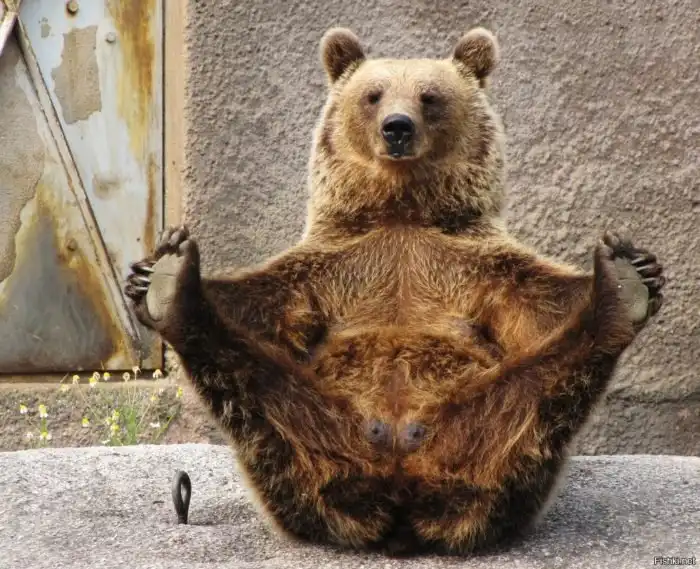 Как медведицы рожают во сне? Факты о том, как медведи выживают зимой