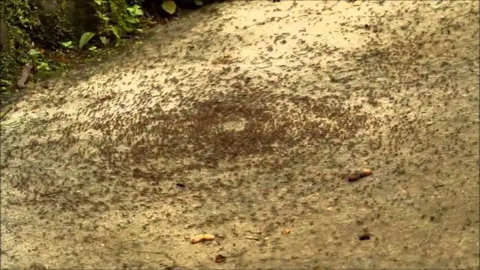 Муравьиная карусель: зачем насекомые идут по кругу до полного истощения?