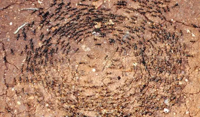 Муравьиная карусель: зачем насекомые идут по кругу до полного истощения?