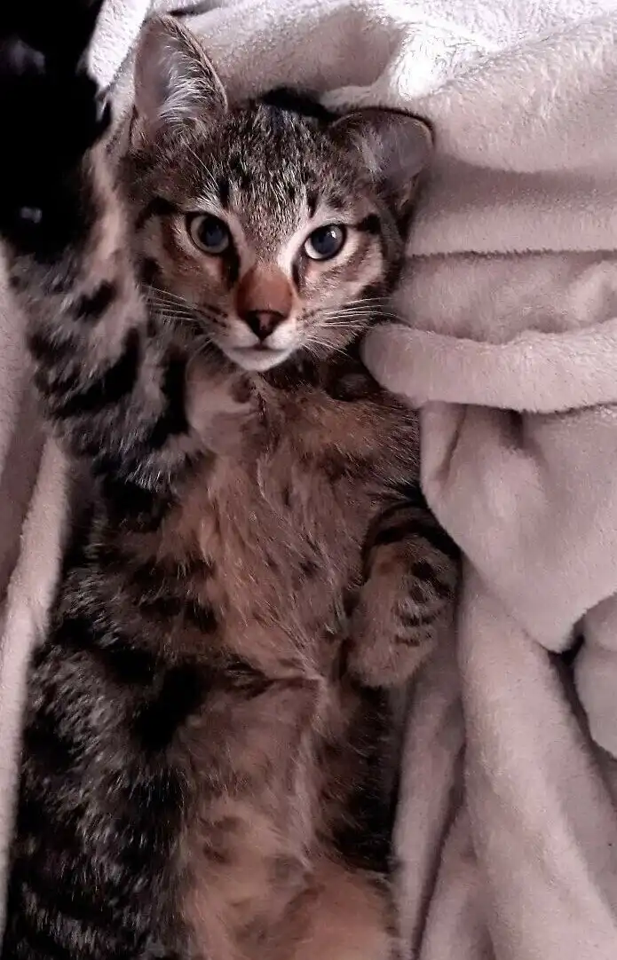 20+ питомцев, которые познают искусство селфи