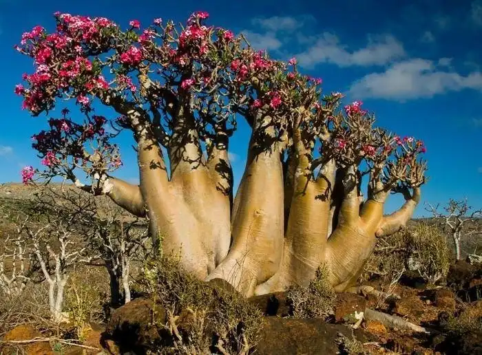 Ядовитая роза пустыни - прекрасная и опасная