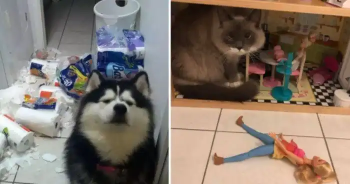 15 животных, которым плевать на все эти ваши запреты