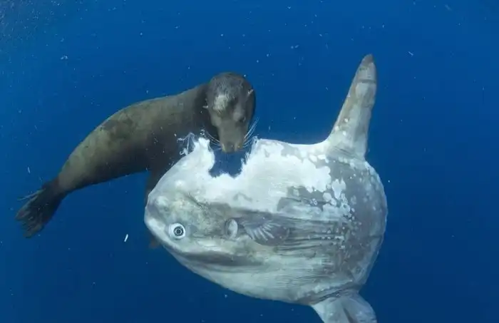 Акулы, которые живут в раскалённой токсичной щёлочи близ жерла вулкана, и экстремальная регенерация других рыб