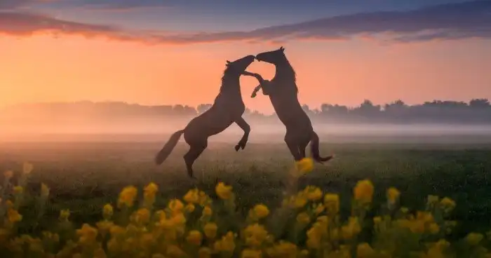 Сказочные фотографии весенних Нидерландов, от которых захватывает дух