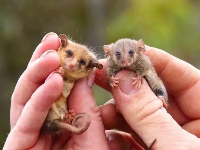 Карликовый поссум: Милота в эпицентре австралийской жути. Как выживает 7 граммов очарования на смертоносном континенте?