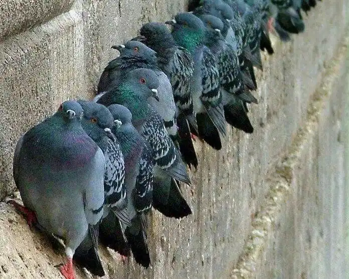 Проблемы птичьего туалета: Как устроено их пищеварение, и почему памятникам так «не везёт»?