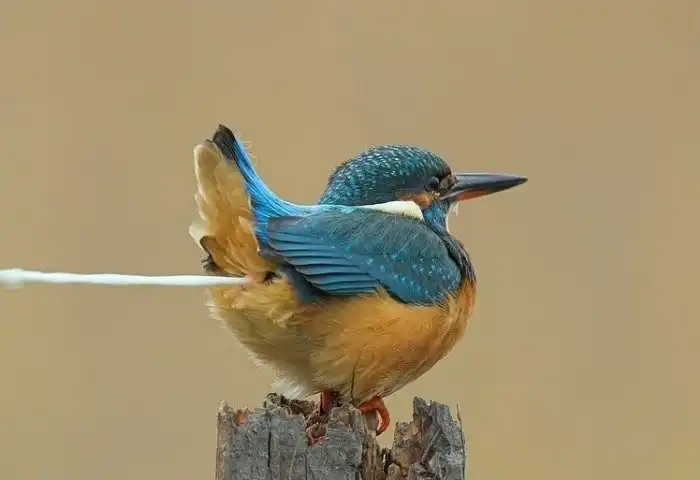 Проблемы птичьего туалета: Как устроено их пищеварение, и почему памятникам так «не везёт»?