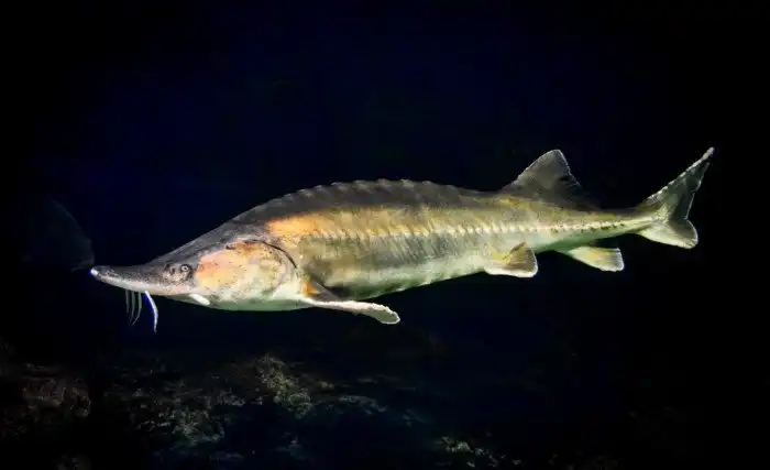 7 древнейших животных, сохранившихся в первозданном виде и по сей день