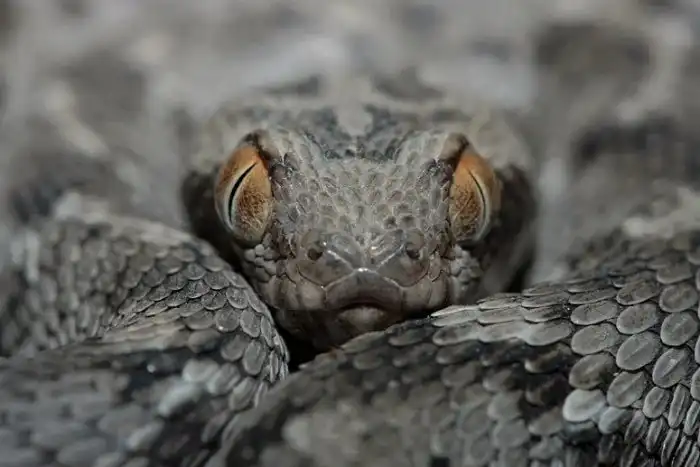 Песчаная Эфа: Одним укусом она уложит 5 человек. Дело о холоднокровной убийце, что входит в топ-10 опасных змей мира