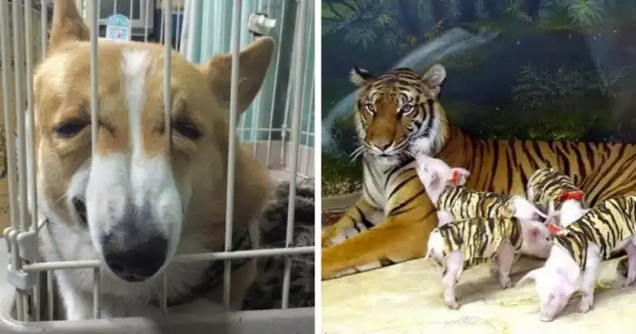 17 странных и веселых фотографий с участием животных